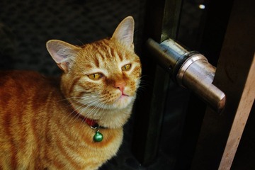 猫
