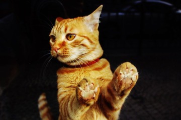 猫