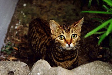 绍兴公园的猫