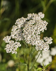 DPP_0001258