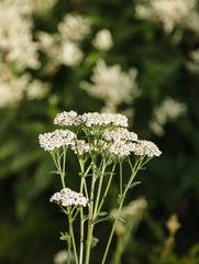 DPP_0001259