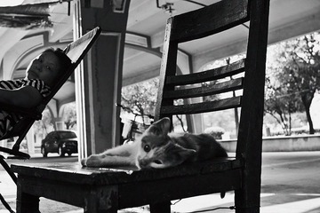 对焦不实的猫