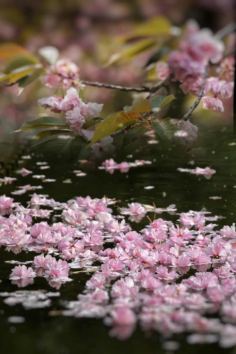 花谢花飞花满天红消香断有谁怜200413