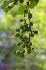 9047279