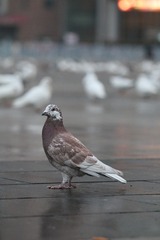 25136