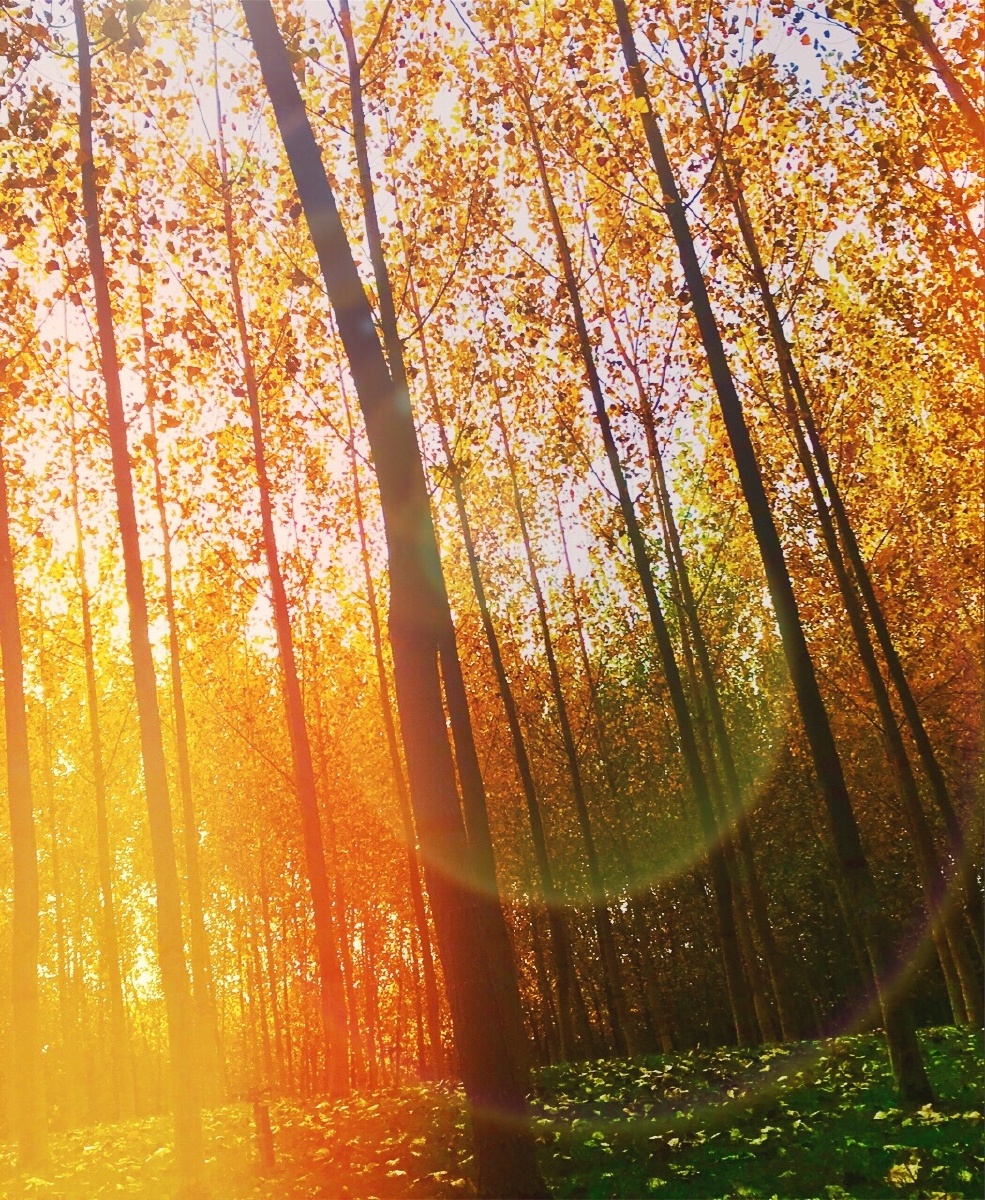 阳光洒落林间