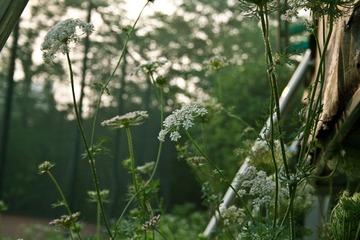清晨的绿