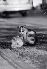 DSC05700.jpg