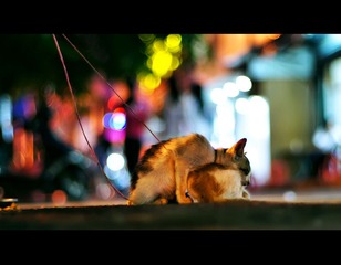 DSC05715cl.jpg