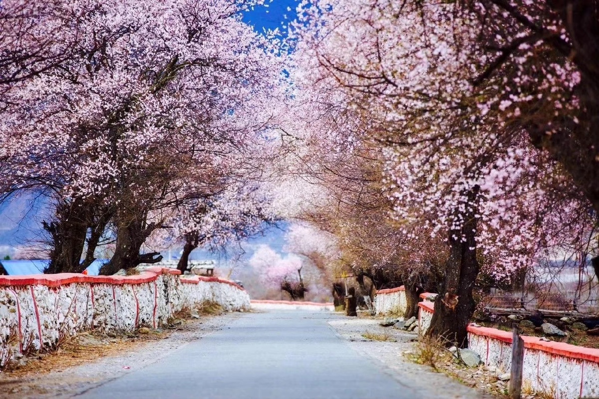 西藏林芝桃花节