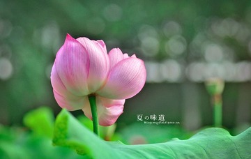 夏•荷