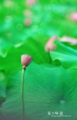 夏•荷