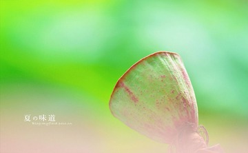 夏•荷