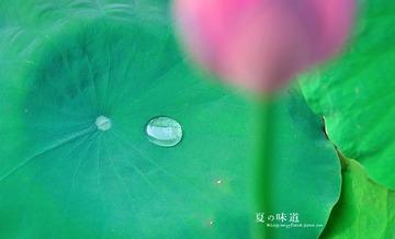 夏•荷