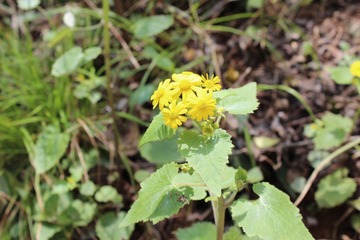 山上的小花