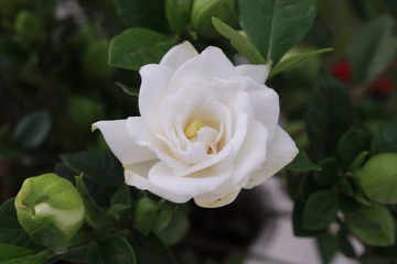 安慰性