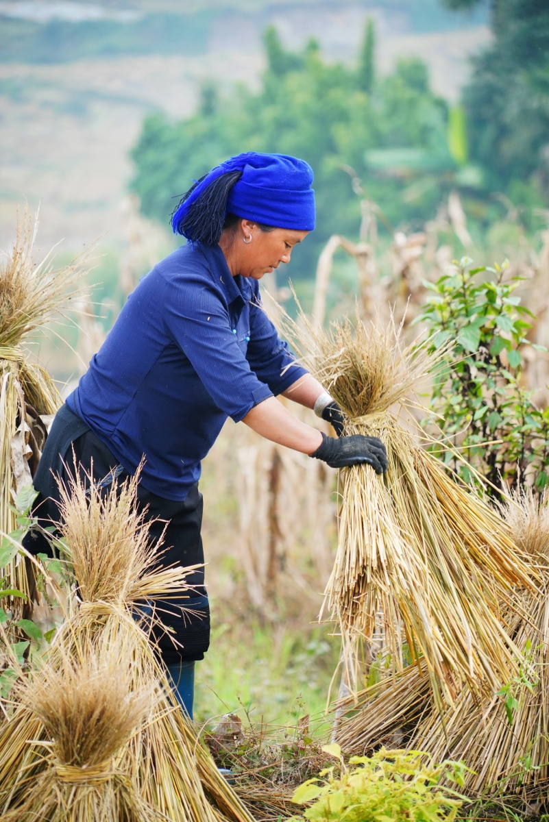 扎稻草人的哈尼族人