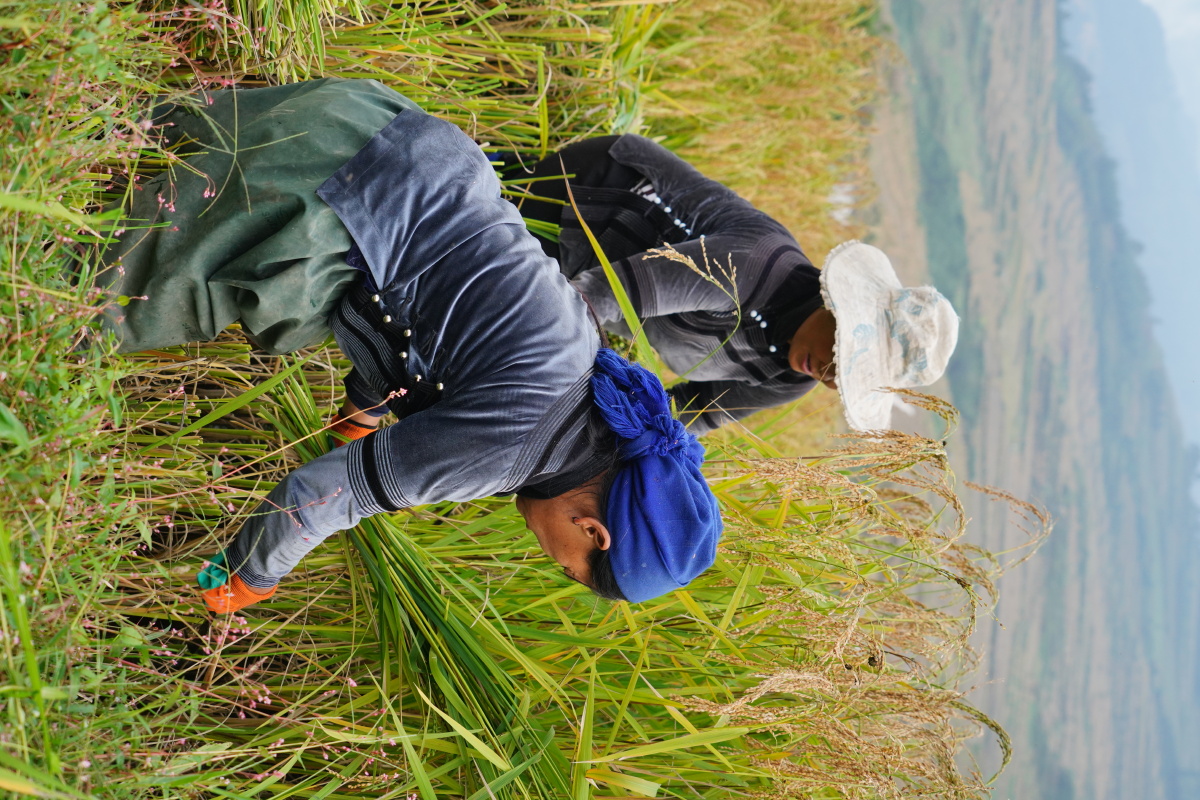 在元阳梯田拍到的照片是个丰收的季节