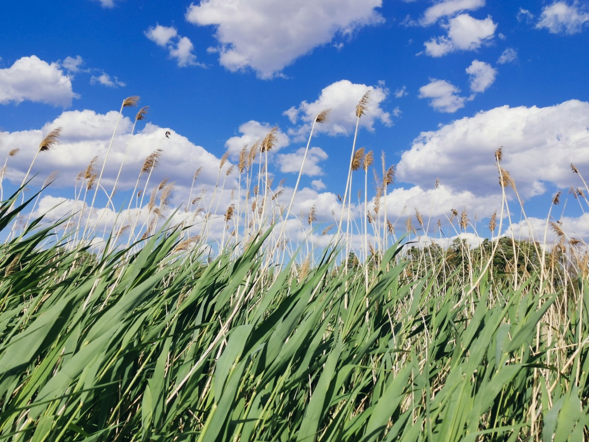 蓝天白云碧水绿草