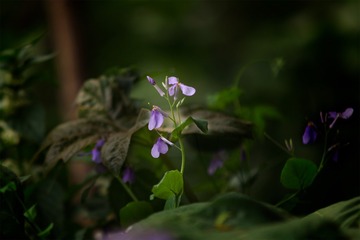 “_MG_4991”为智能对象-1