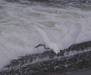 649A0696_