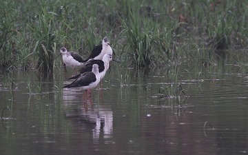 IMG_9610_