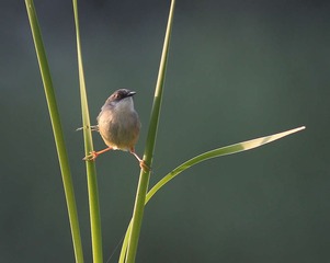 4S5A5065_