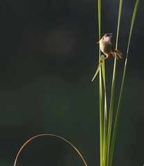 4S5A0762__