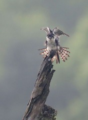 4S5A0768__