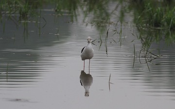 IMG_9707_