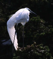 4S5A3426_