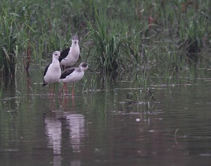 IMG_9618_