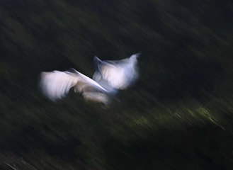 4S5A3342_