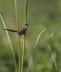 4S5A5292_