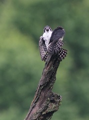 IMG_2706_