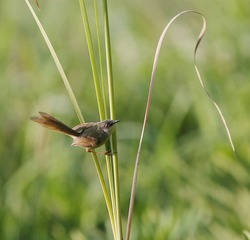 4S5A5175_