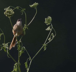 4S5A1406_