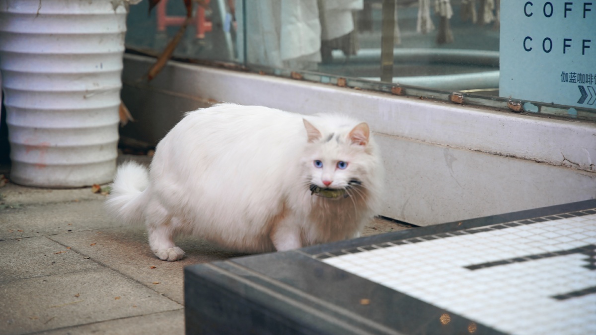 山东狮子猫大白猫