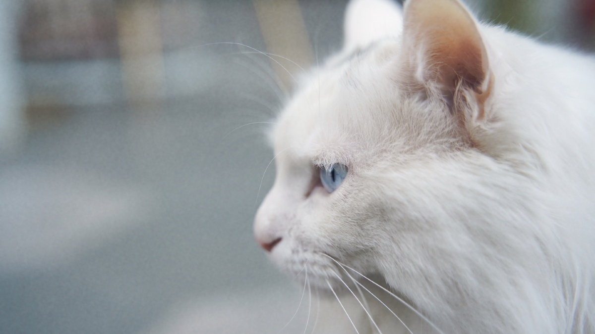 山东狮子猫大白猫