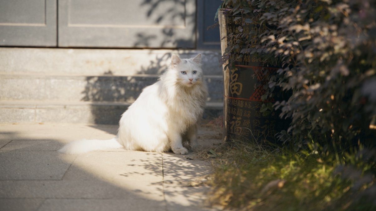 山东狮子猫大白猫