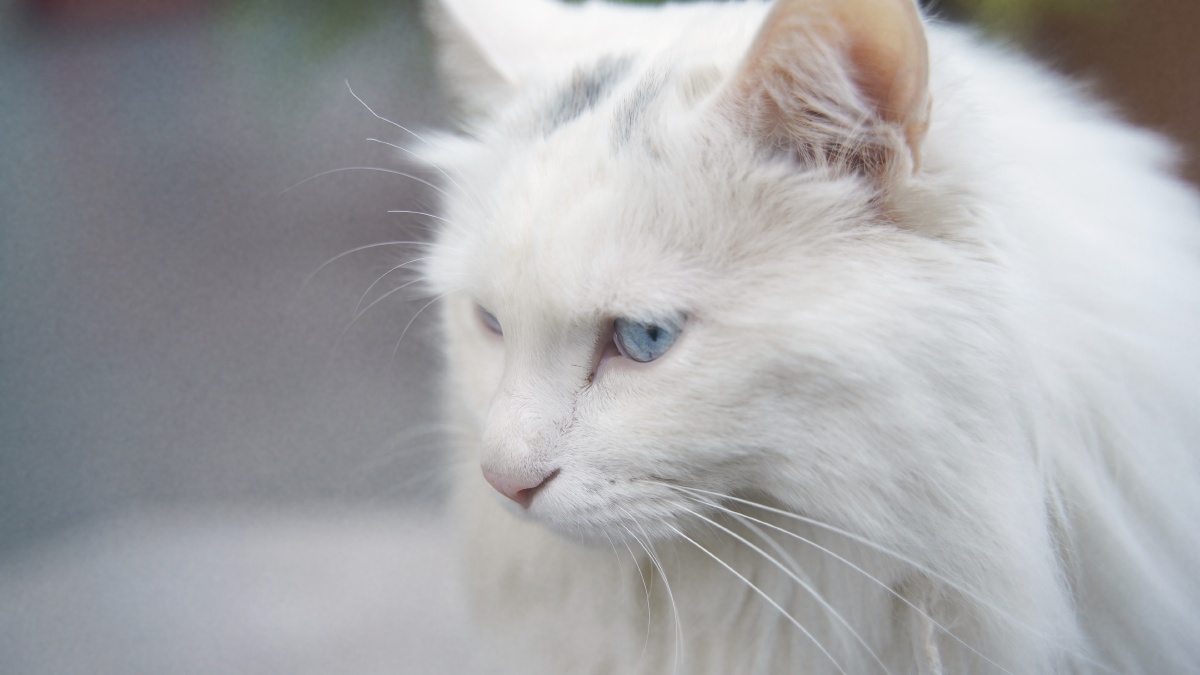 山东狮子猫大白猫