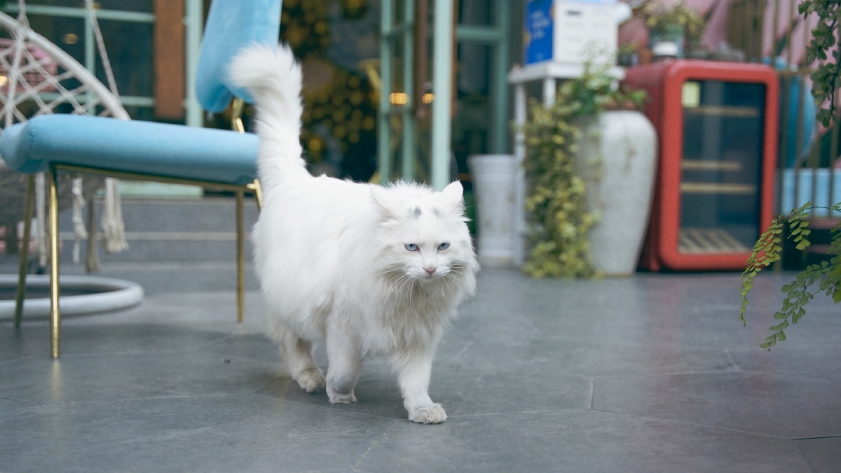 山东狮子猫大白猫