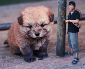 与狼共舞