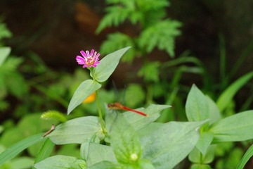 红蜻蜓与花