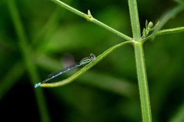 蓝蜻蜓