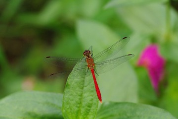 红蜻蜓~