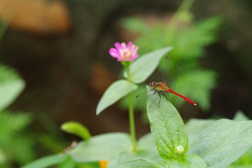 红蜻蜓与花