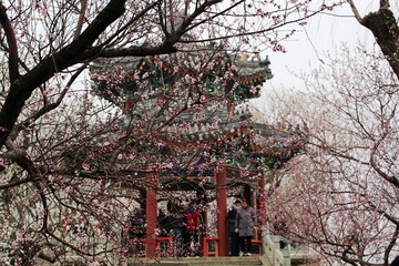春意闹
