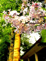 绿树红花半夕阳