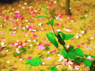 再见花儿